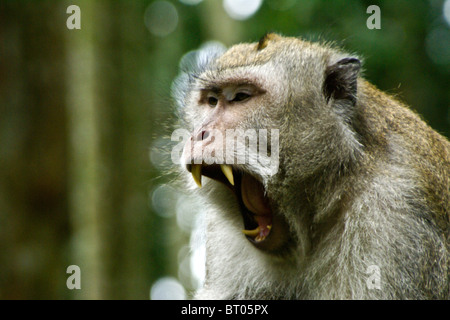 Le bâillement de macaques à longue queue, Bali, Indonésie Banque D'Images