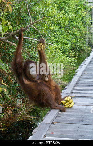 La mère et le bébé orang-outan, Camp Leakey, Bornéo, Indonésie Banque D'Images