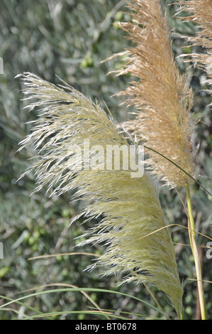 [Pamaps frondes herbe] forme épis floraux plumeux panaches palm comme des fans agitant des semences plumeuses fleurs tête sur les tiges Banque D'Images