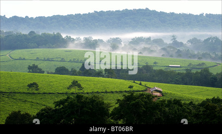 Matin gris brouillard sur les plantations de thé Bwindi. L'Ouganda. L'Afrique. Banque D'Images