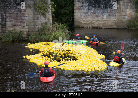 La course de canards 2010 North Yorkshire Angleterre Tadcaster Banque D'Images