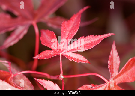 Feuilles d'érable japonais Banque D'Images