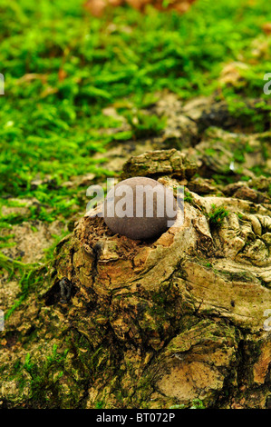 Puff Ball automne Champignons Champignons, oeuf Bramingham sorcières dans grand bois, Luton, Bedfordshire Banque D'Images