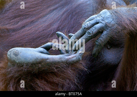 Les pieds et de l'orang-outan, Bornéo, Indonésie Banque D'Images