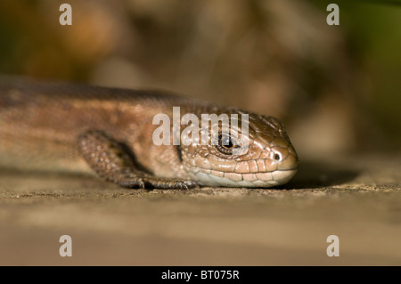 Lézard vivipare (commune), (Lacerta vivipara Zootoca vivipara /), au soleil sur le bois, septembre. Banque D'Images