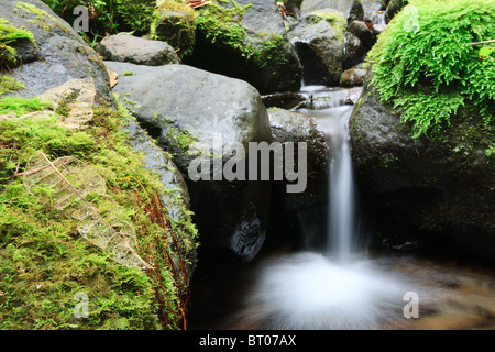 Une petite cascade douce coule sur des roches sombres et humides couvertes de mousse verte vibrante. L'eau crée un effet lisse et flou en raison d'une longue exposition, soulignant le mouvement. Les roches environnantes sont Banque D'Images