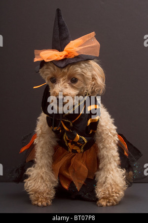 Un caniche déguisé en sorcière pour Halloween Banque D'Images