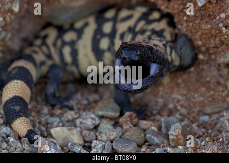 Monstre de Gila (Heloderma suspectum) désert de Sonora - Arizona - réaction défensive, l'un des deux lézards venimeux dans le monde Banque D'Images