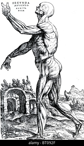 ANDREAS VESALIUS (1514-64) La musculature superficielle de son livre 1543 De humani corporis fabrica Banque D'Images