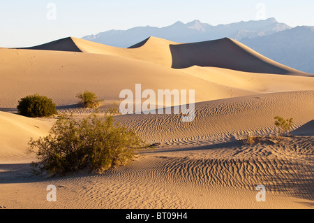 Lumière du matin au Mesquite Sand Dunes, Death Valley National Park, California, USA Banque D'Images