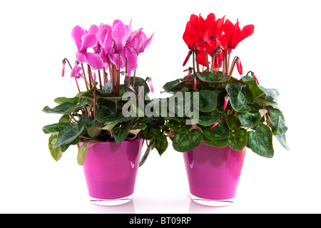 Rouge et Rose Cyclamen dans les pots de fleurs en verre Banque D'Images