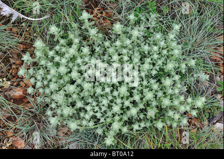 Germandrée germandrée Felty - or (Teucrium aureum - Teucrium polium subsp. aureum) floraison en été - Cévennes - France Banque D'Images