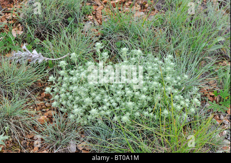 Germandrée germandrée Felty - or (Teucrium aureum - Teucrium polium subsp. aureum) floraison en été - Cévennes - France Banque D'Images