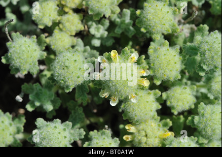 Germandrée germandrée Felty - or (Teucrium aureum - Teucrium polium subsp. aureum) floraison en été - Cévennes - France Banque D'Images