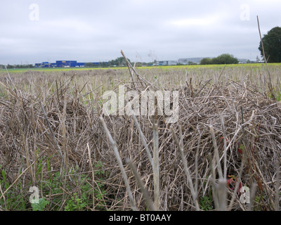 Mettre de côté des terres agricoles, England, UK. Banque D'Images