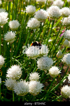 Bourdon sur blanc ciboulette en anglais jardin d'été, l'Angleterre, l'Europe Banque D'Images