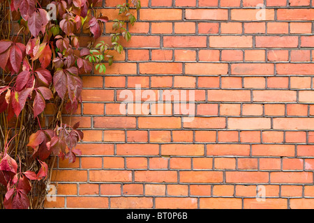Mur à mur brique vine. recouvert de lierre. Banque D'Images