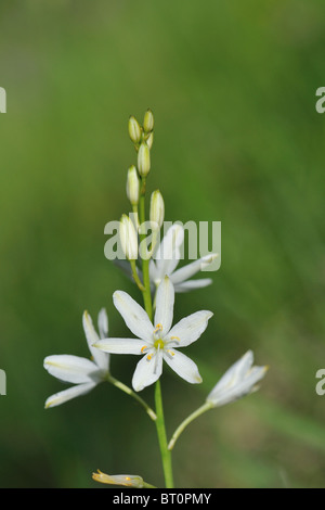 St Bernard's lily (Anthericum liliago) à floraison printemps - Cévennes - France Banque D'Images