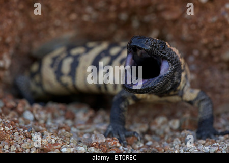 Monstre de Gila (Heloderma suspectum) désert de Sonora - Arizona - réaction défensive, l'un des deux lézards venimeux dans le monde Banque D'Images