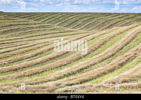 Rangées de blé récoltées, mises en andain sur terrain ferme. Tiger Hills, au Manitoba, Canada. Banque D'Images