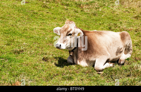 Une vache suisse complet avec prises de cloche de vache sur les collines entourant le lac de Lucerne Banque D'Images