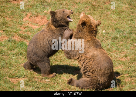 La lutte contre l'ours brun (Ursus arctos) en captivité. Banque D'Images