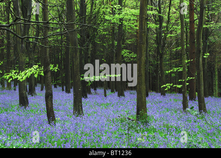 Un tapis de jacinthes avec hêtres au printemps, Delcombe Bois, Dorset, UK Avril 2008 Banque D'Images