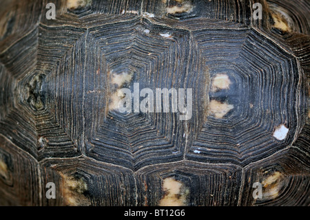 Texture de fond de la carapace de tortue macro. Focus sélectif. Banque D'Images