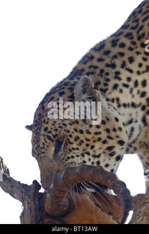 Leopard Impala manger closeup Banque D'Images