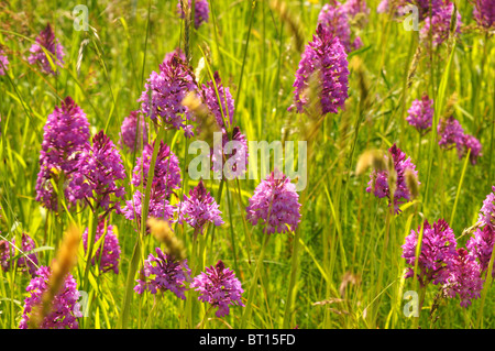 Orchidées pyramide ont colonisé un point dans la Sarthe, France Banque D'Images