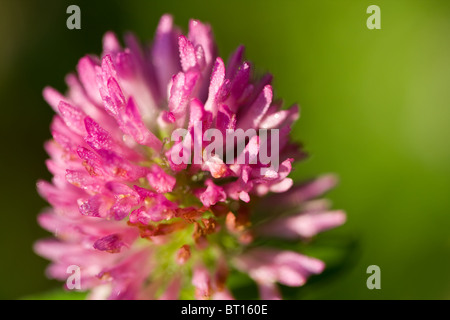 Close-up de trèfle rouge (Trifolium pratense) dans cadre naturel. Banque D'Images