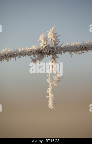 Givre sur les barbelés Banque D'Images