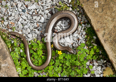 Slow-ver, Anguis fragilis, femelle gestante avec re-queue partiellement cultivé. Le Pays de Galles. Banque D'Images