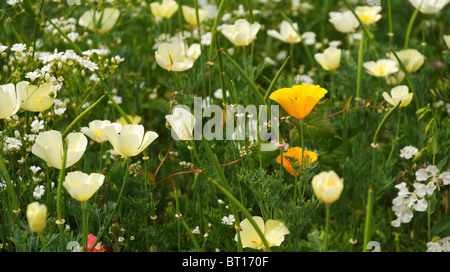 Wild Flower meadow en France Banque D'Images