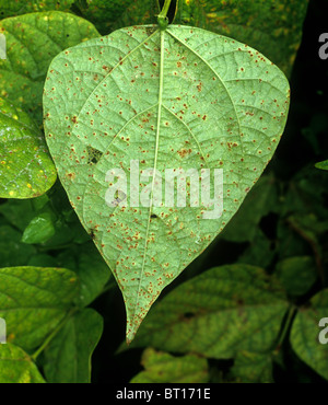 Haricot Phaseolus (rouille Uromyces appendiculatus) pustules sur la surface inférieure des feuilles de haricots verts Banque D'Images