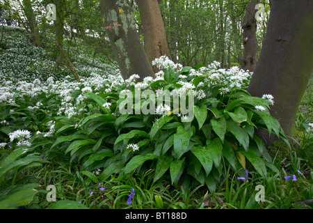 L'ail des ours ou Allium ursinum Ramsons Banque D'Images