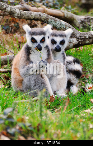 Deux lémuriens à queue anneau captif dans un parc zoologique en Vendee France Banque D'Images
