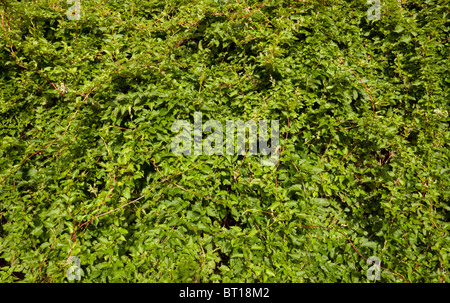 Exemple typique d'une vigne de plus en plus d'arbustes sur un mur de jardin Banque D'Images