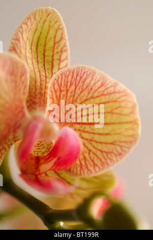 Orchidée rose et jaune UK Banque D'Images