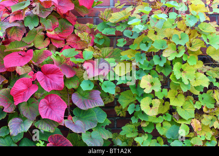 Crimson Glory Vine Gloryvine feuilles multicolores en automne Vitis Coignetiae Banque D'Images