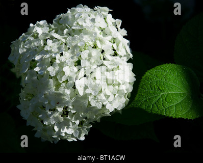 Hortensia blanc fleurs et feuilles vertes avec des gouttes sur fond noir. Banque D'Images