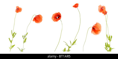 Les coquelicots sur fond blanc Banque D'Images