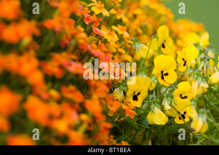 Lit de fleurs colorées, faible profondeur de champ. Banque D'Images