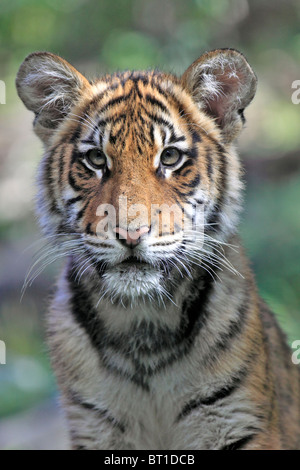 Bengal Tiger Cub zoo du Bronx New York City Banque D'Images
