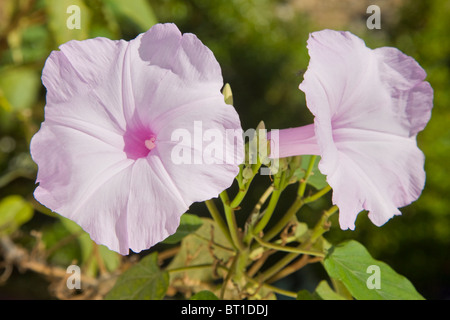 L'Ipomoea crassicaulis ou moonflower, également connu sous le nom de gloire du matin. Banque D'Images