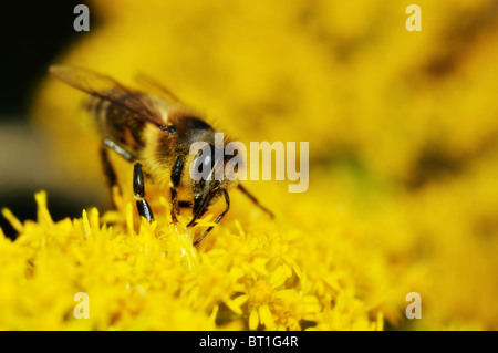 Abeille européenne la cueillette de miel sur les fleurs jaunes Banque D'Images