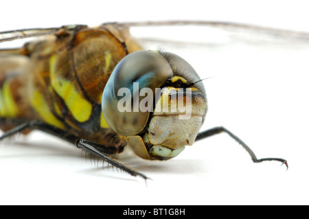 Partie avant du Migrant Hawker libellule couché sur la surface blanche fermer Banque D'Images