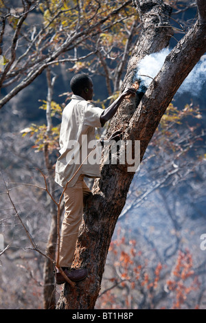 Un homme montre comment recueillir du miel sauvage d'un arbre. Banque D'Images