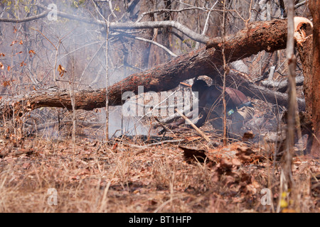 Un homme montre comment recueillir du miel sauvage d'un arbre. Banque D'Images