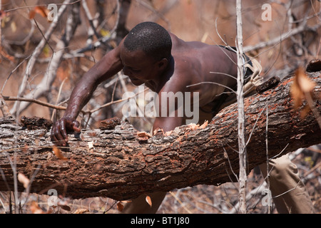 Un homme montre comment recueillir du miel sauvage d'un arbre. Banque D'Images